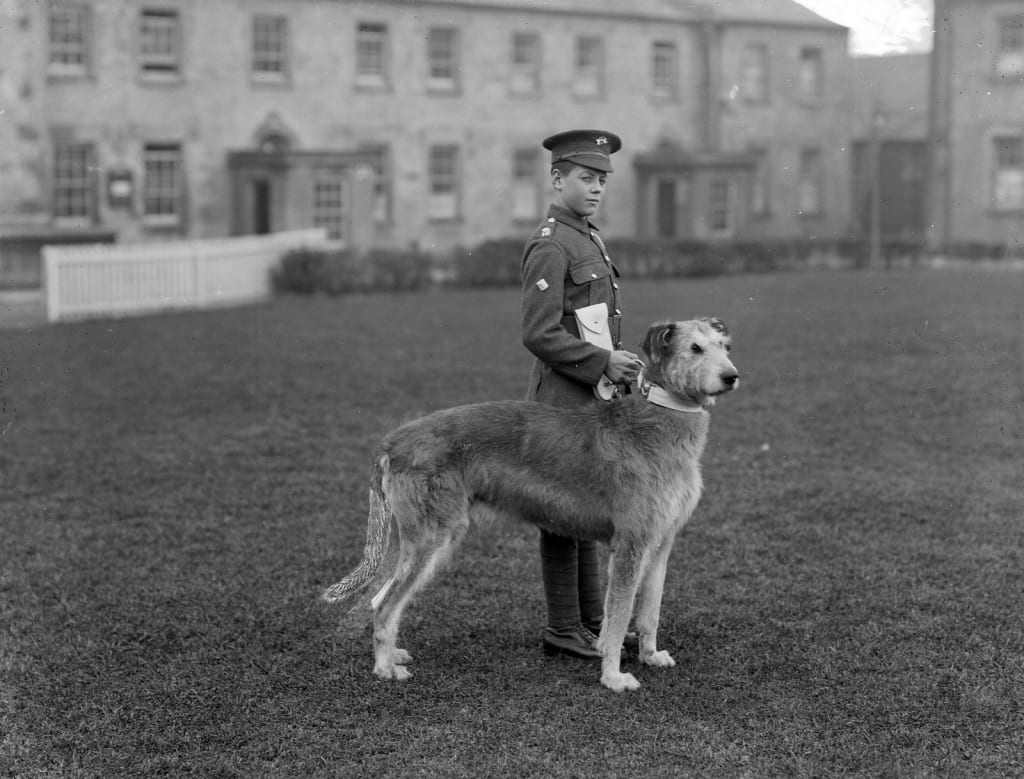 when does a irish wolfhound mature