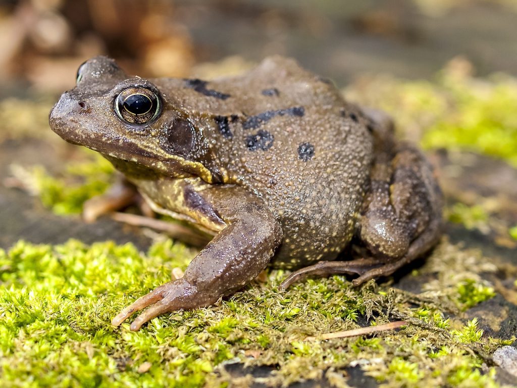 Common Frog