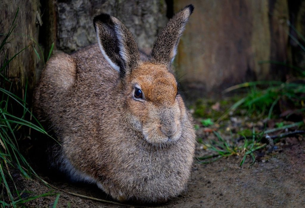 Irish Hare