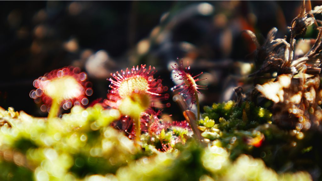 Sundew