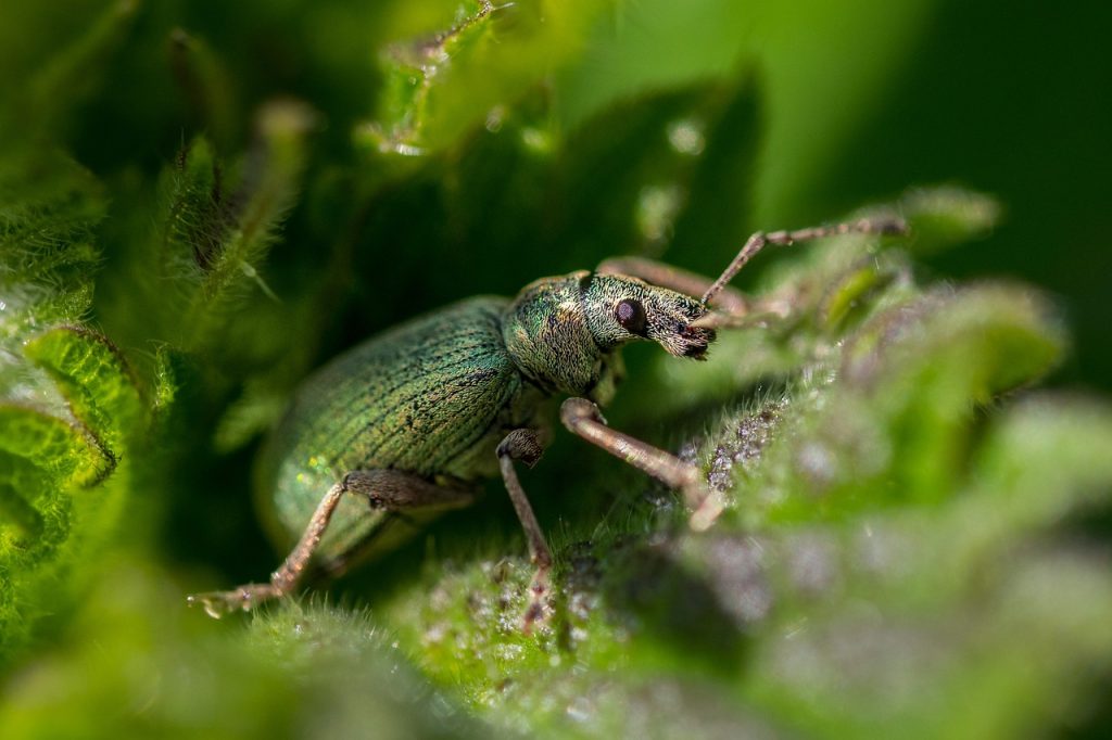 Weevil Beetle